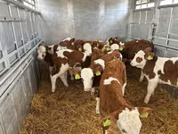 Bulle, Simmental cattle — Foto 2