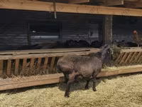 Қошқар, Hissar sheep — 3-сурет