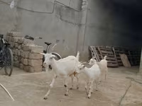 बकरी, Saanen goat — फ़ोटो 2