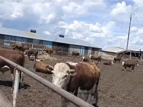 Bulle, Kasachische Weißkopfkuh