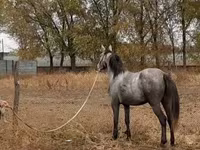 فرس, Thoroughbred horse — الصورة 1