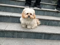 Maltipu – 2 yaş, peyvəndləri olunub. - Cins: Maltipoo (Maltese x — foto 4