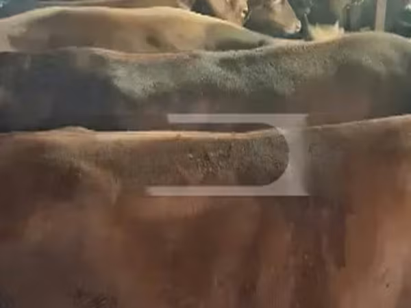 Sigir, Qoramol