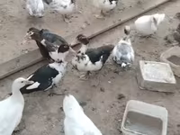 Ducks — 2-сурет