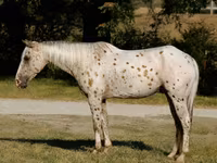 حصان, Appaloosa — الصورة 1