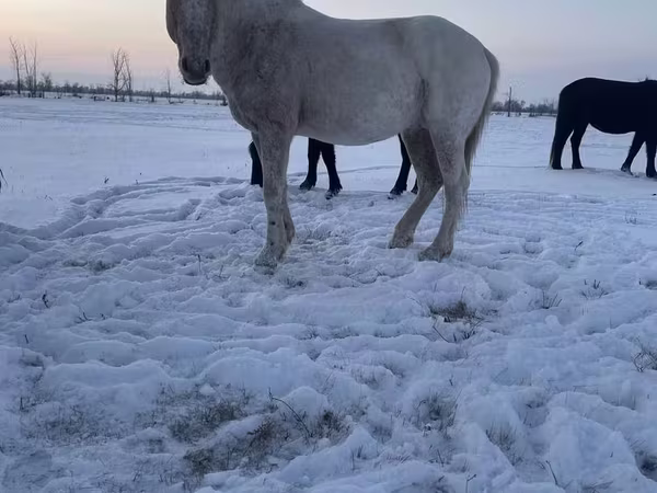 حصان, Kazakh horse