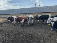 Bulle, Russian Black pied cattle — Foto 3