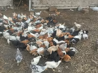 Chickens — الصورة 5