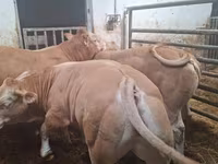 Toro, Blonde d’Aquitane cattle — foto 5