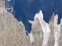 بقرة, Russian Black pied cattle — الصورة 3