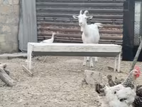 Goat, Goats — photo 3