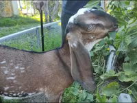 बकरी, Beetal goats — फ़ोटो 3