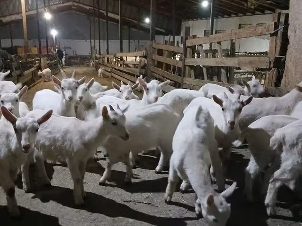 母山羊, Saanen goat