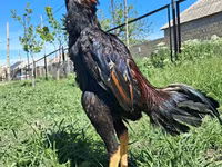 Chickens — 照片 5