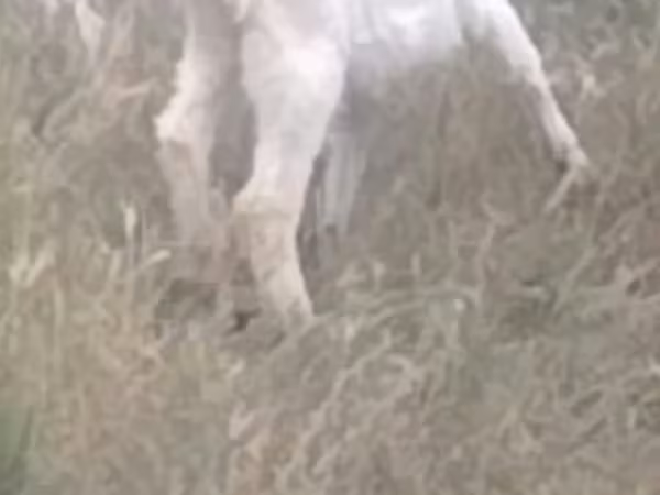 Goats (batch, sex not specified), Goats