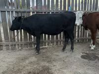 गाय, Simmental cattle — फ़ोटो 2