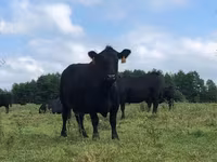 Bulle, Aberdeen-Angus — Foto 2