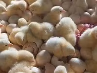 Chickens — Foto 2