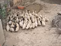 German Pekin — photo 5