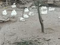 Geese — Foto 3