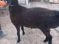 Qoç, Tian-Shan semifinewool sheep — foto 4