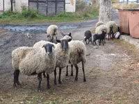 Oveja, Romanov sheep — foto 6