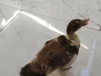 Ducks — photo 3