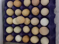 Australorp — foto 2