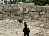 Chickens — الصورة 3