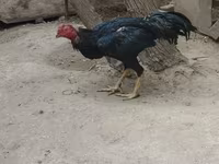Chickens — Foto 3
