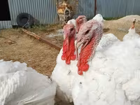 Turkeys — foto 4