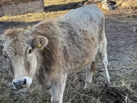 Kuh, Swiss cattle — Foto 2