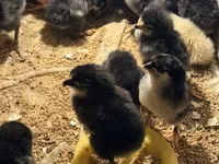 Australorp — Foto 3