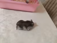 Siçan/hamster ile 2 mərtəbəli!qəfəs dəsti 'qızdı yemək və qumu ile — फ़ोटो 5