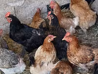 Chickens — foto 4