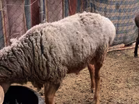 Carnero, Edilbay sheep — foto 4