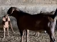 Taka, Nubian Goat — 6-rasm