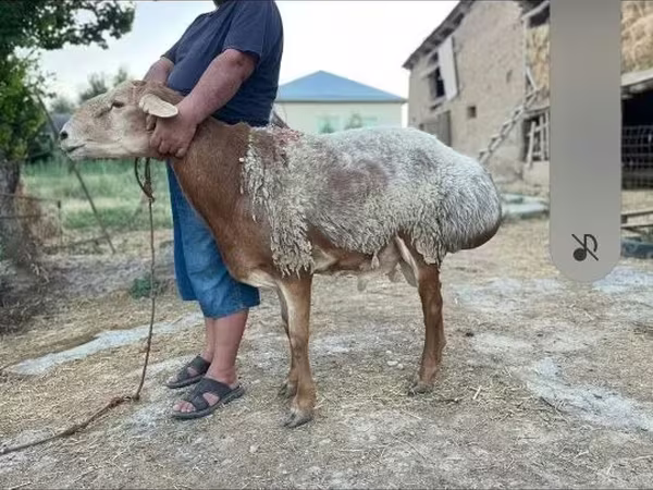 Widder, Hissar sheep
