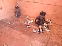 Chickens — Foto 1