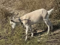 Ziege, Ziegen — Foto 5