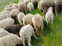 كبش, الأغنام — الصورة 4
