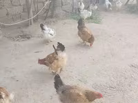 Норт Холланд Блу — фото 2