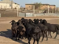 मेढ़ा, Hissar sheep — फ़ोटो 3