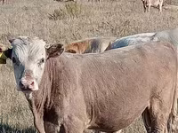 ثور, Simmental cattle — الصورة 2