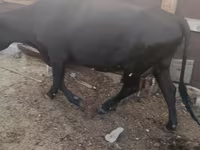 Сиыр, Russian Black pied cattle — 5-сурет