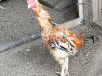 Chickens — 照片 4