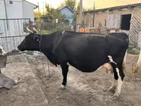 Kuh, Russian Black pied cattle — Foto 3