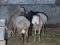 Widder, Arashan sheep — Foto 4