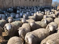 Widder, Kazakh fat-tailed coarsewool sheep — Foto 7