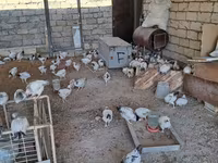 Chickens — photo 1